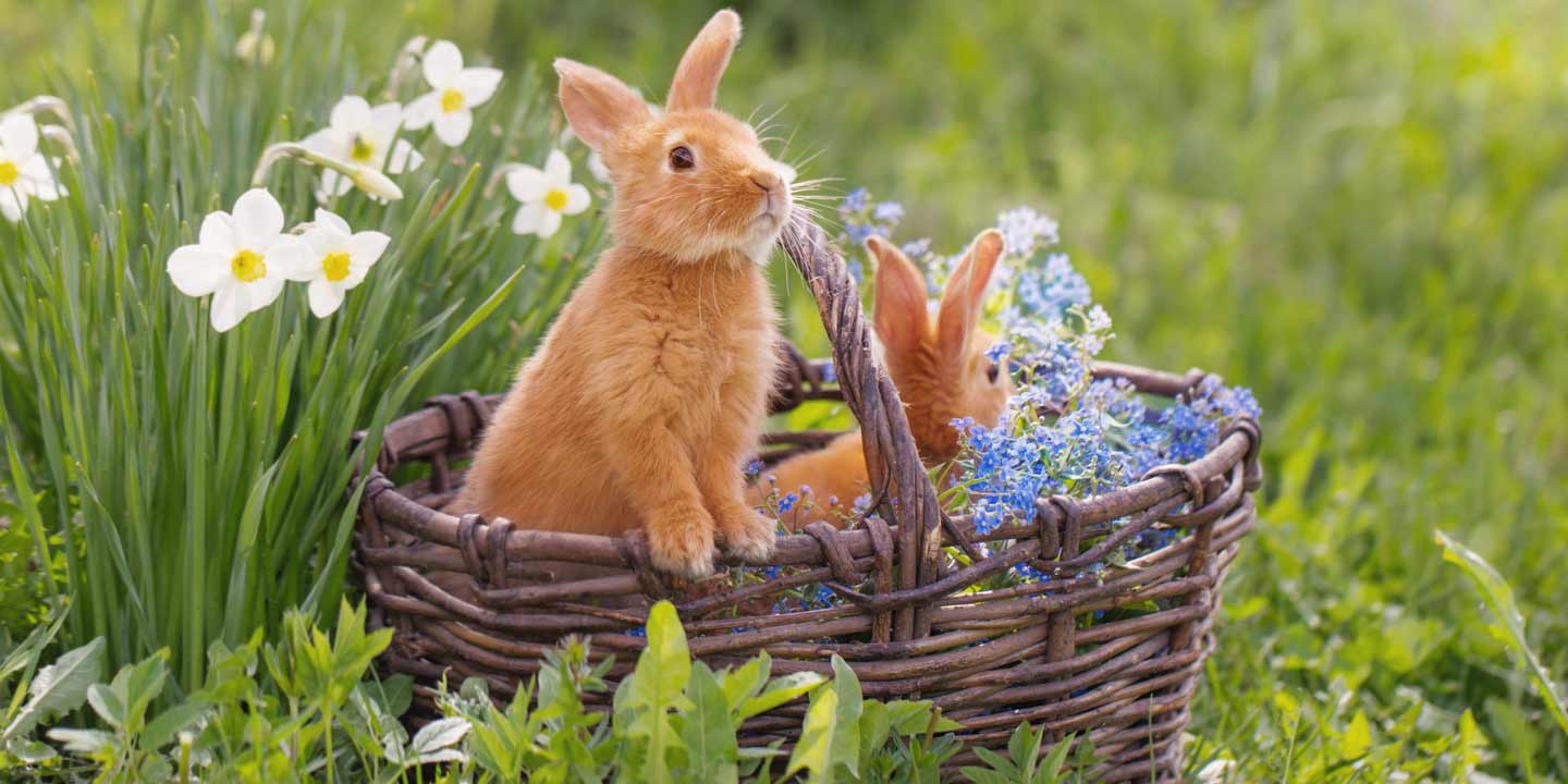 ostergeschenke