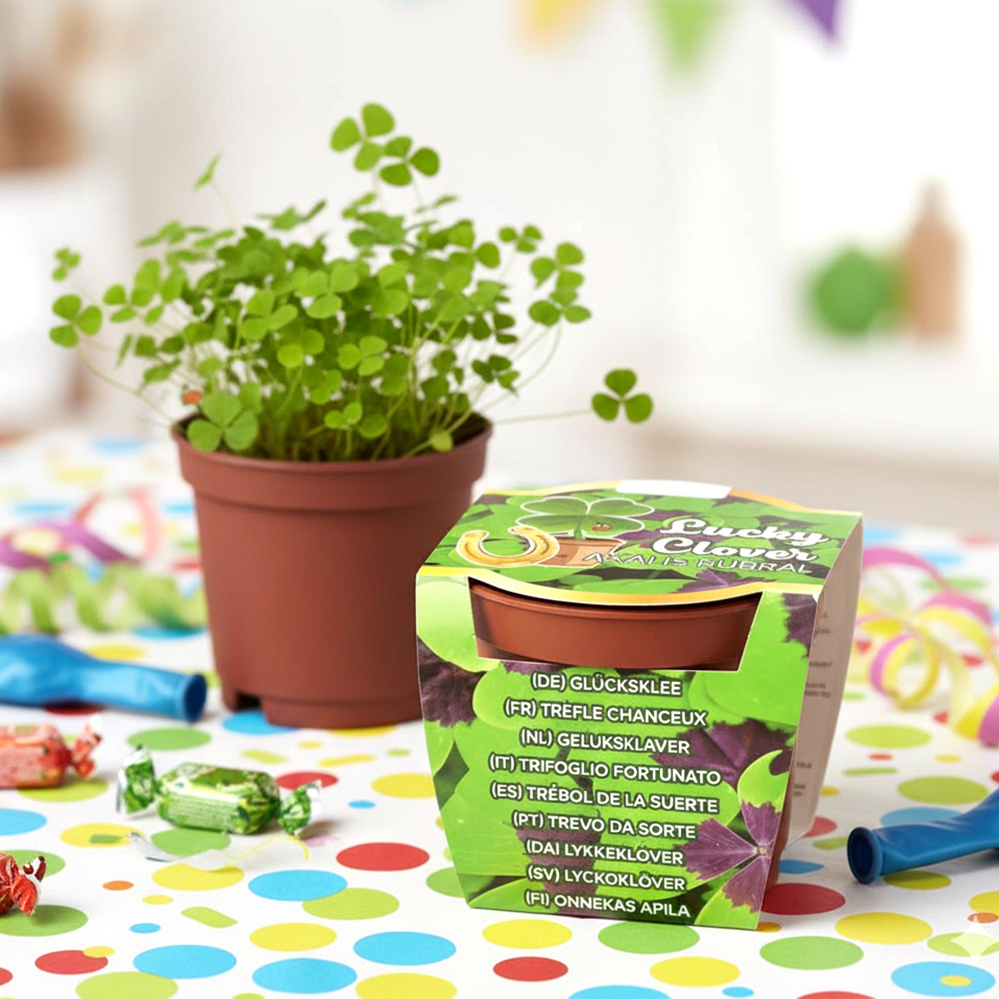 Glücksklee im Minitopf - Pflanzset vierblättriger Klee für Gravur Geschenke Glücksklee im Minitopf - Pflanzset vierblättriger Klee für Gravur Geschenke