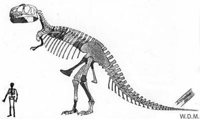 Tyrannosaurus Rex lebensgroß 1074 - 7
