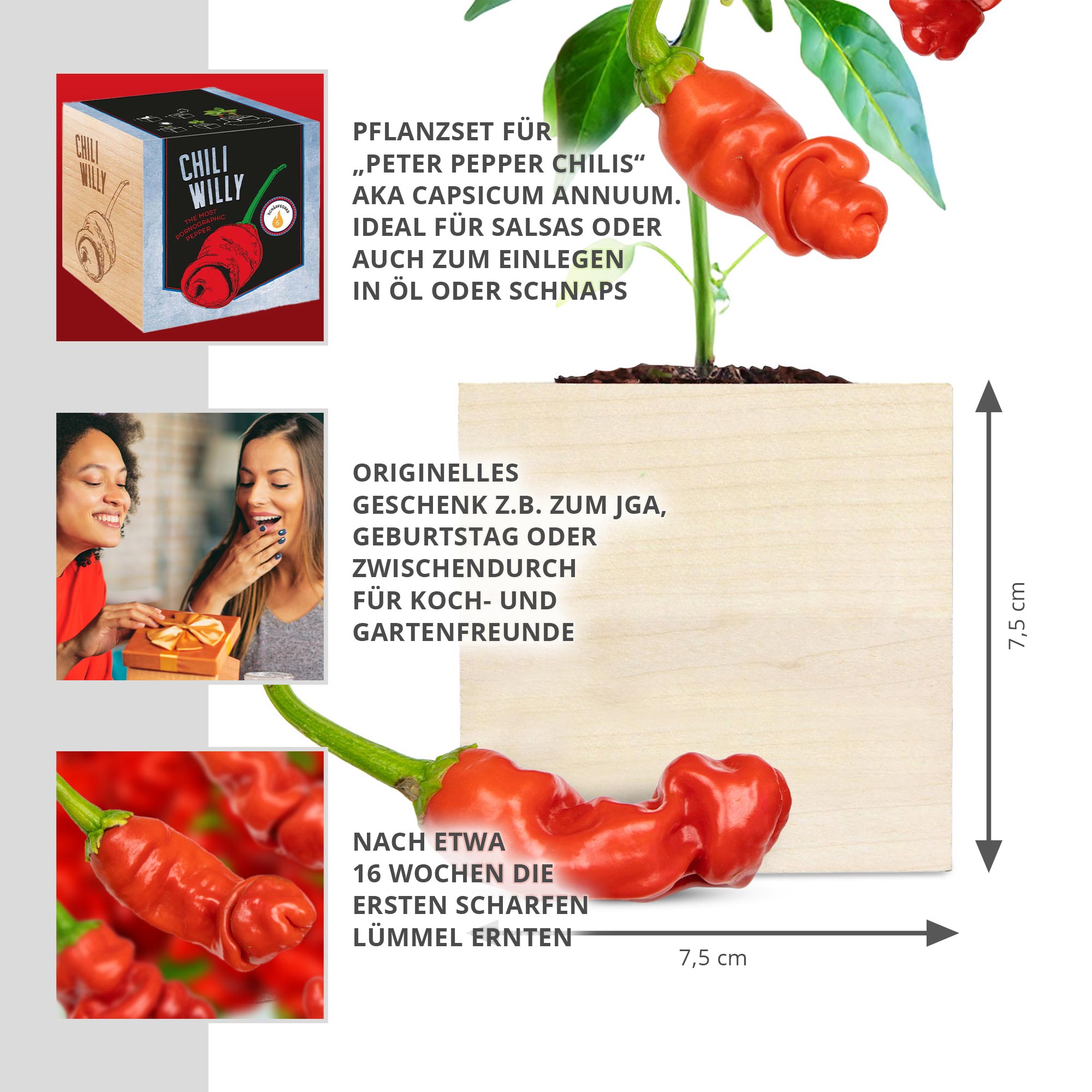 Ecocube Chili Willy Ecocube Chili Willy