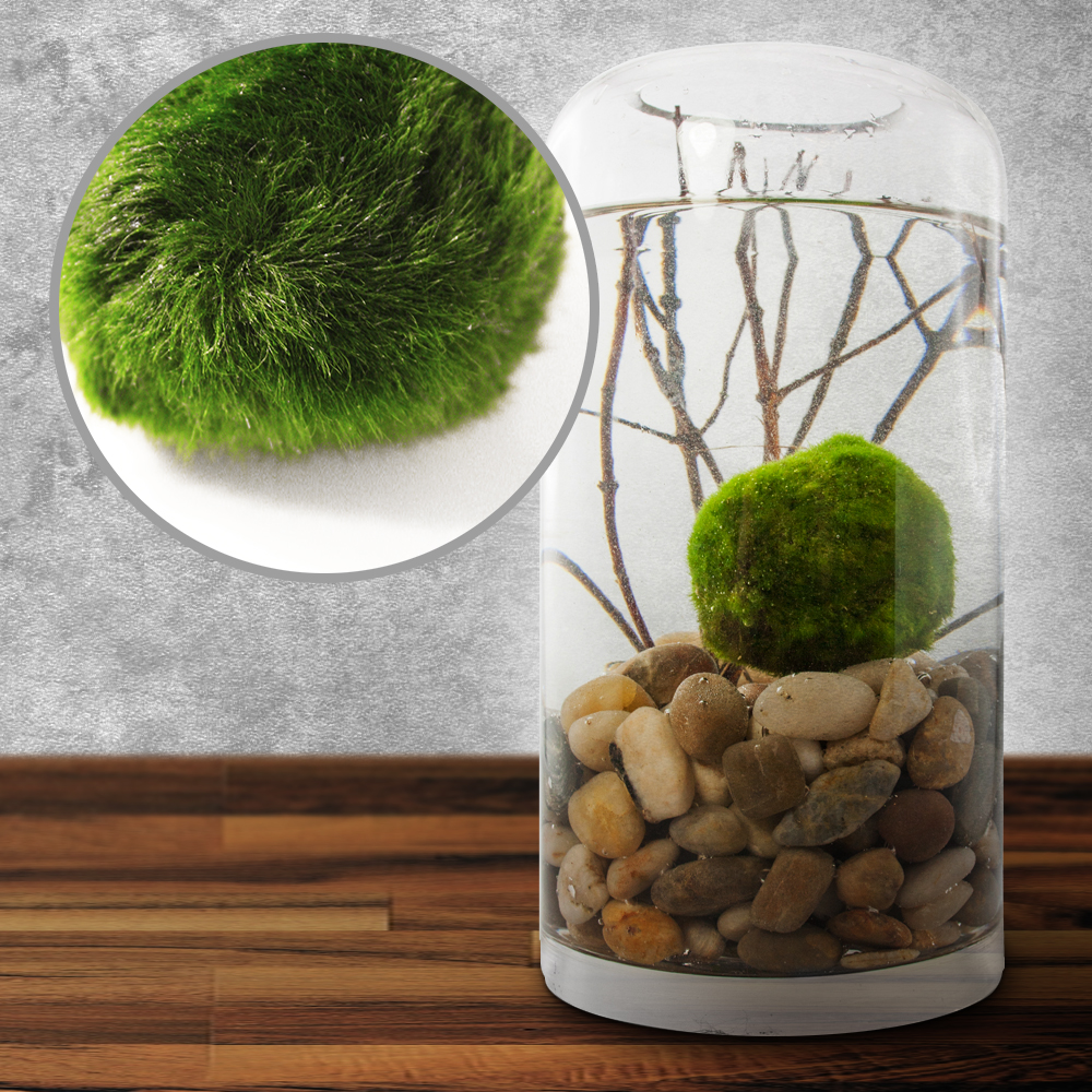 Marimo Mooskugel 1153