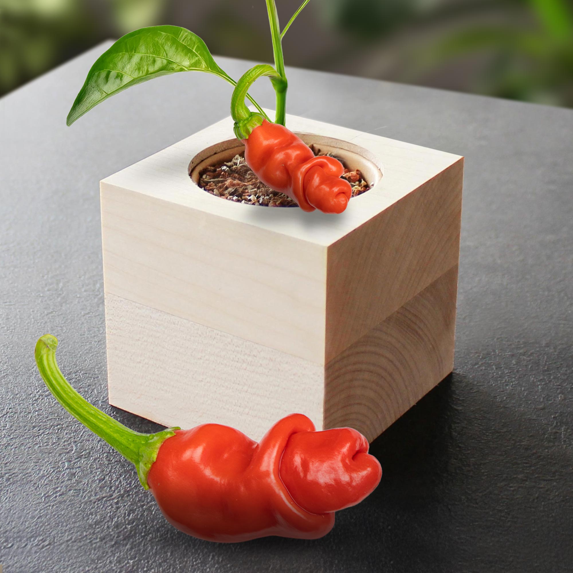 Ecocube Chili Willy Ecocube Chili Willy