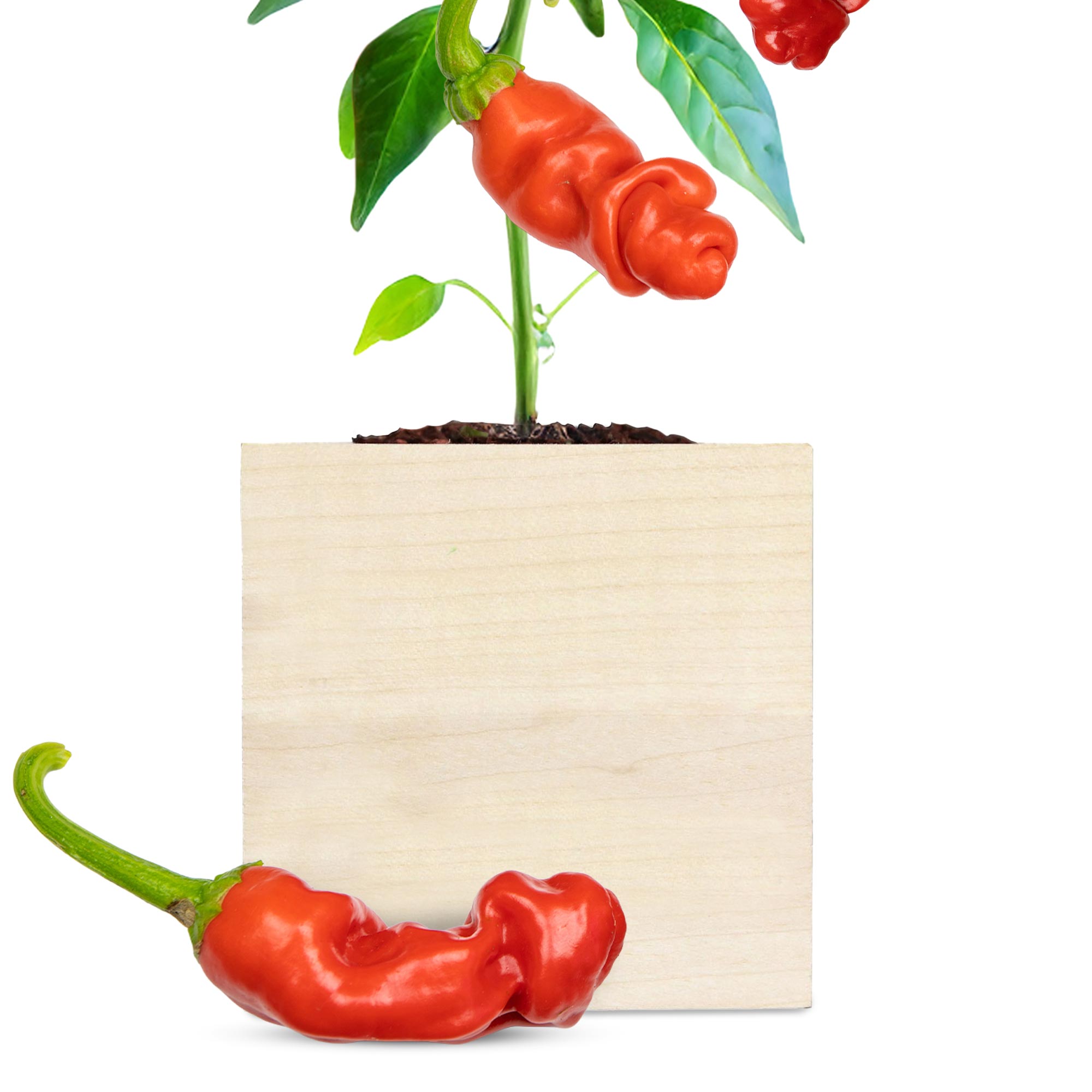 Ecocube Chili Willy Ecocube Chili Willy