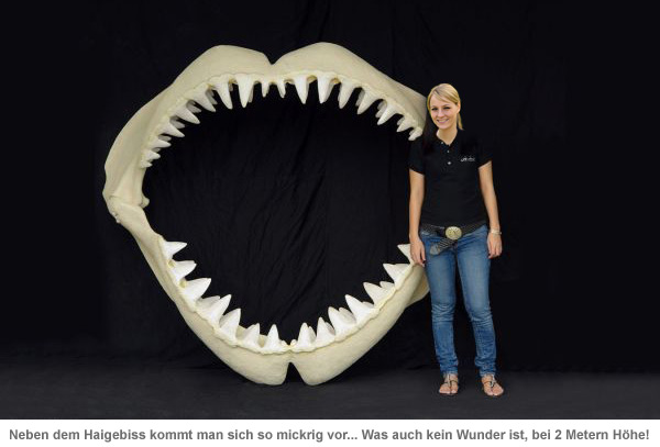 Weißer Hai Angler Trophäe - lebensgroß 1567 - 2