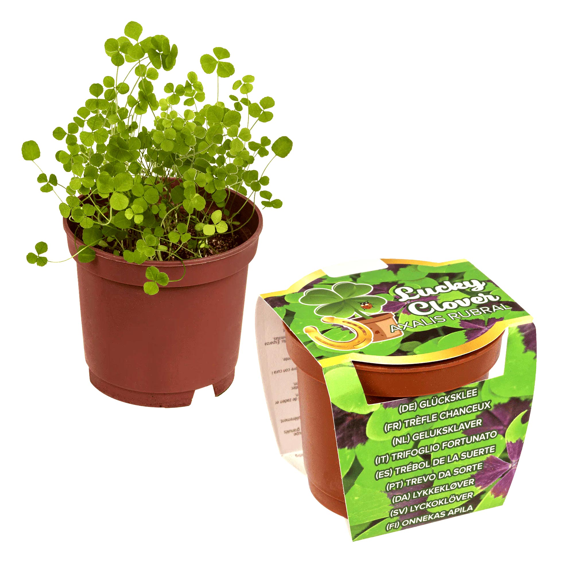 Glücksklee im Minitopf - Pflanzset vierblättriger Klee für Gravur Geschenke Glücksklee im Minitopf - Pflanzset vierblättriger Klee für Gravur Geschenke