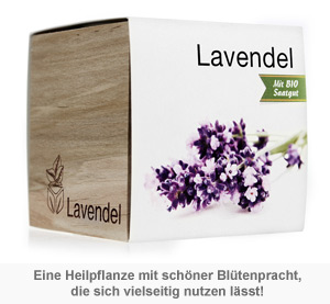 Ecocube Lavendel 2436 - 1