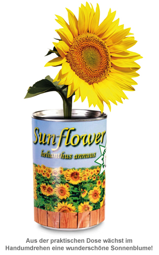 Dosenpflanze Sonnenblume 3061 - 1